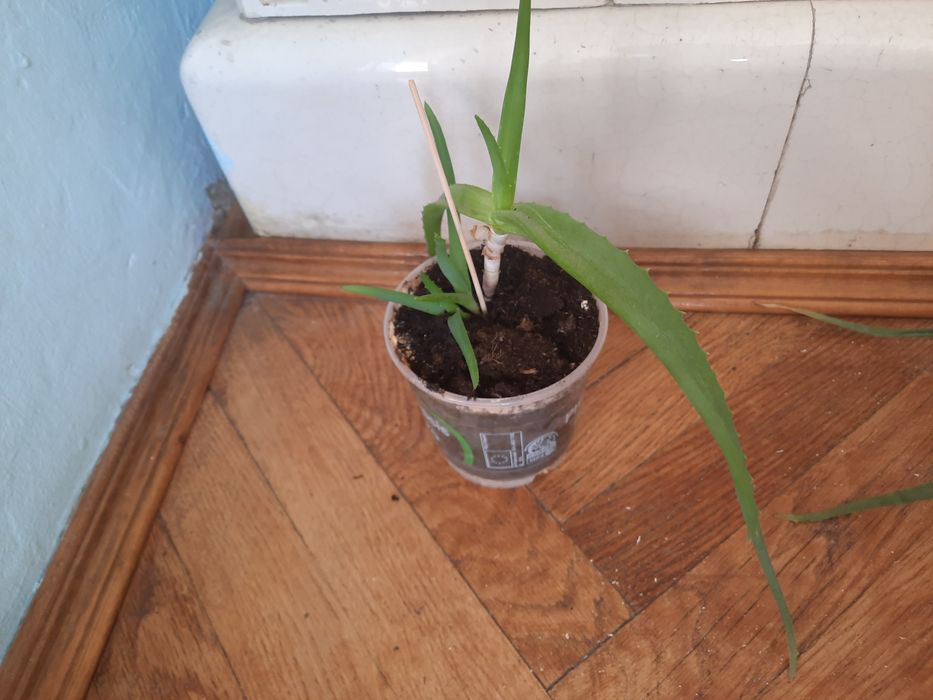 Вазон алоє 
Ціна 50 грн
Дивіться також інші мої оголошення.
Є багато р