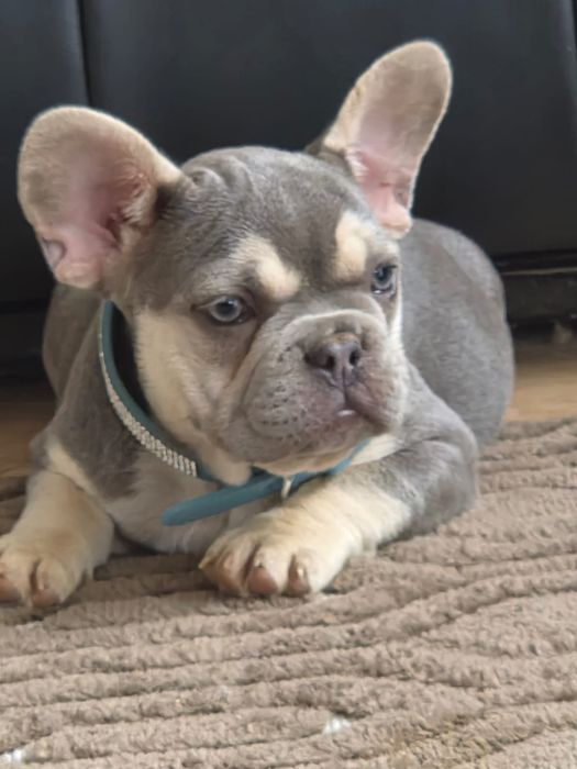 Buldog francuski/Małe rozrabiary9