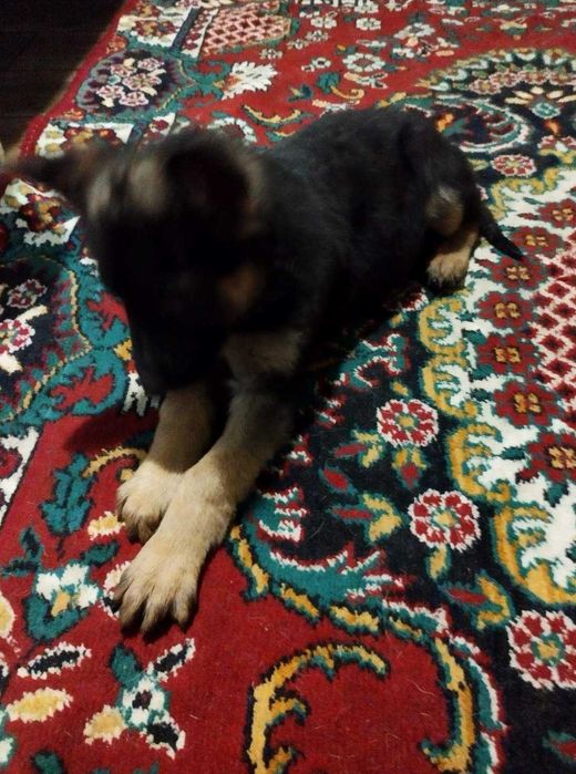 Кабеля німецької вівчарки