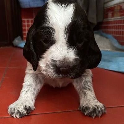 Спанієль дівчатка та хлопчик