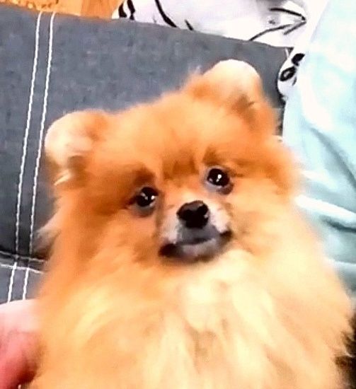 Продам дівчинку 14 місяців, померанський шпіц.