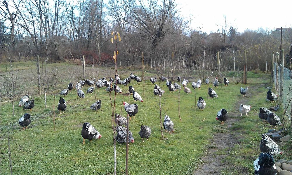 кури породи віандот-виандот серебро 8 місячні є вайбер