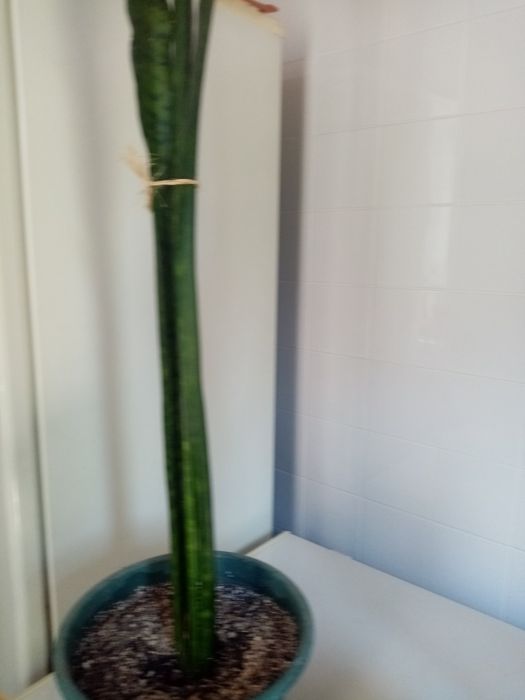 Vaso de planta com e espada de s Jorge