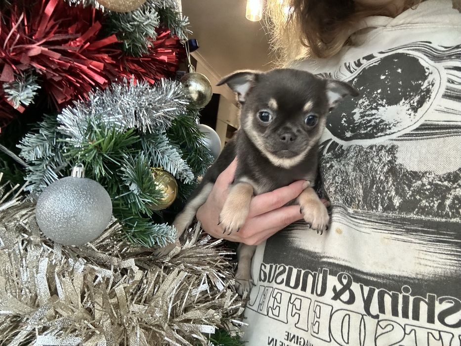 Chihuahua macho pronto para entrega