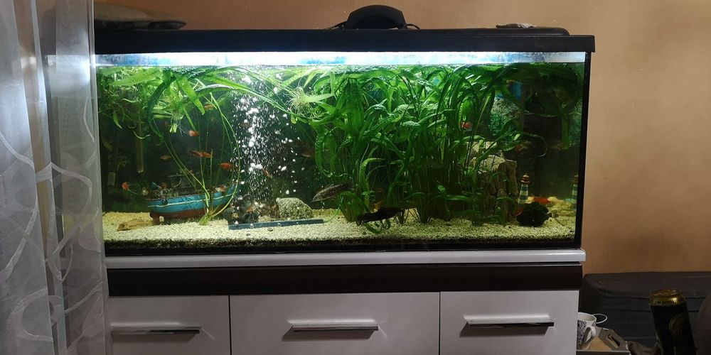 Sprzedam Cryptocoryna  XXL  2 szt ,