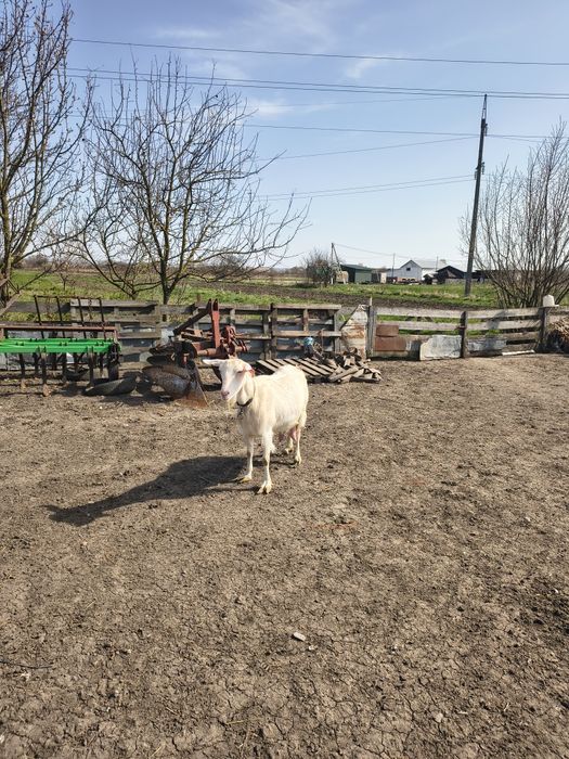 Продається  коза