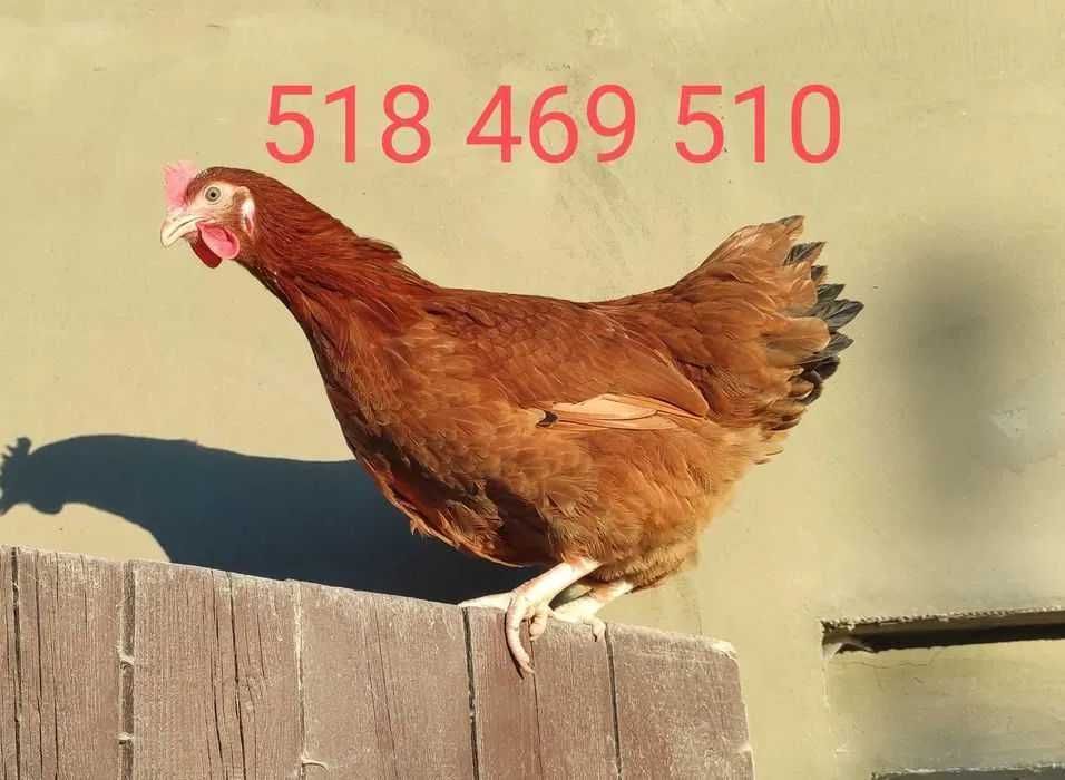 Odchowane kury nioski na jajka Rossa Leghorn Sendy Rosa kurki kokoszki