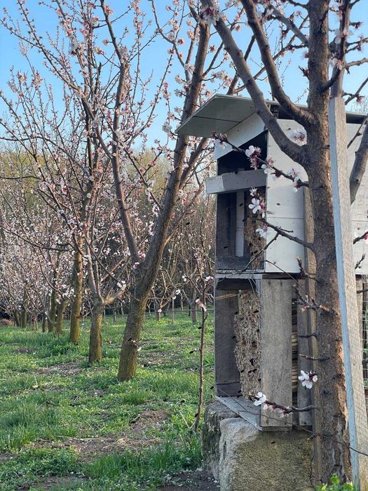 Осмії. Продам кокони бджіл-осмій. Осмии.