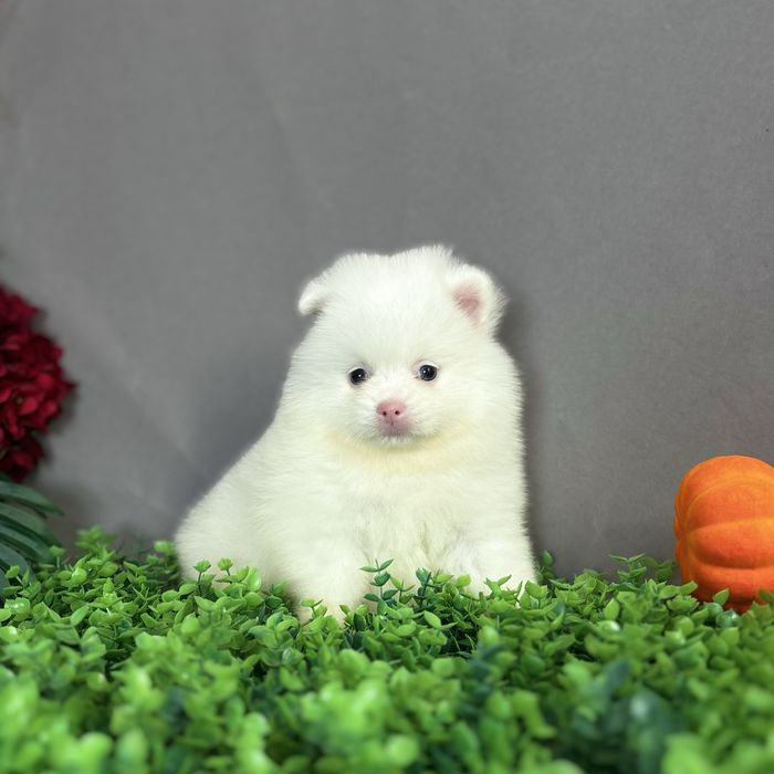 Білоснічна помераночка