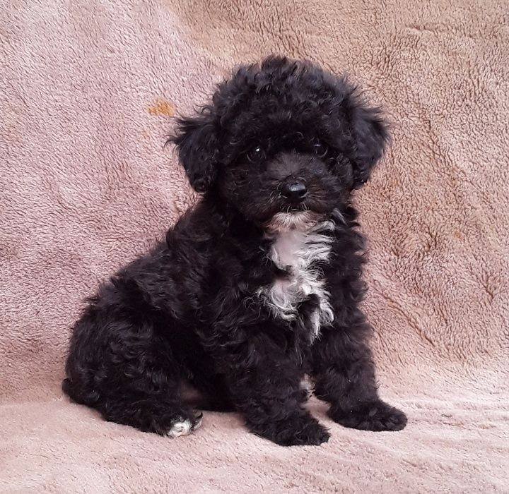 Мальтипу в Киеве. Питомник. Доставка на дом