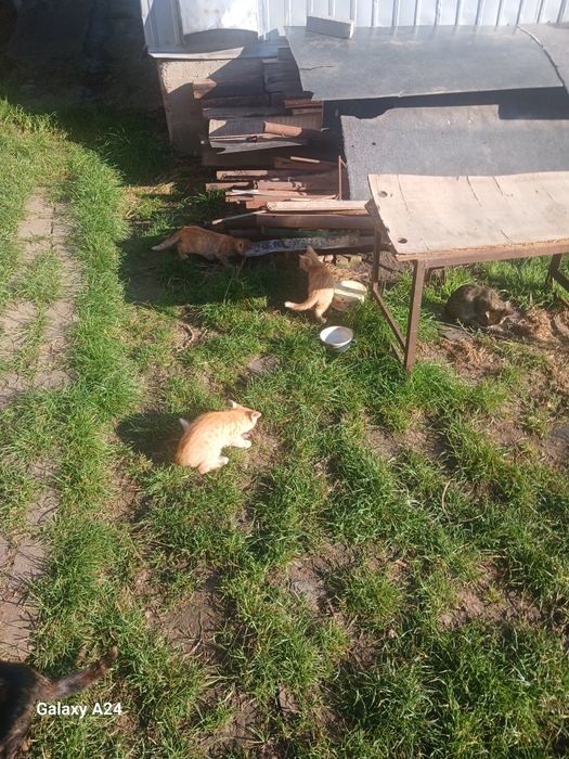 Віддам котиків безкоштовно