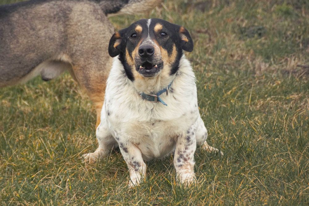 Kobi - starszy piesek szuka domu