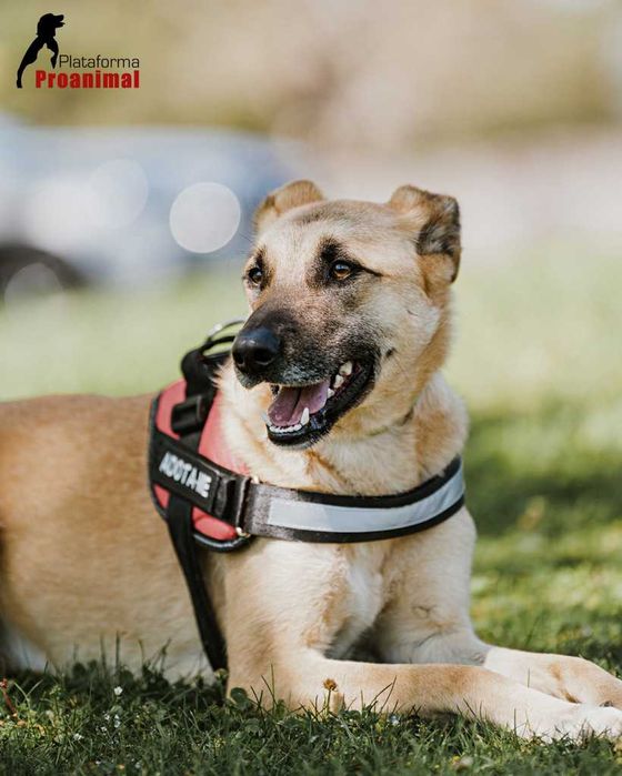 PAULO - Cãozinho para Adoção