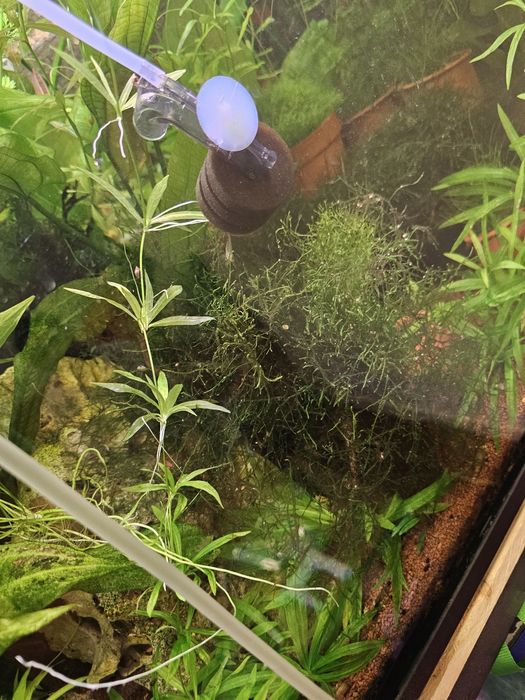 Planta para aquario Helanthium