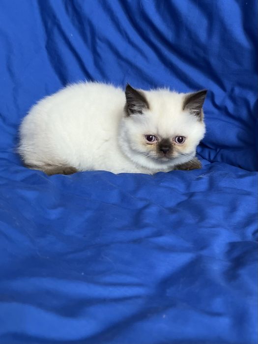 Шотландський котик.Хлопчик страйт