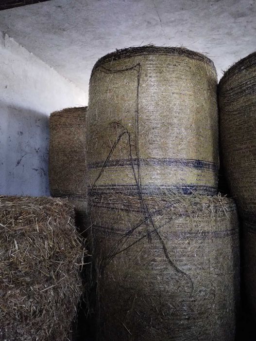 Sprzedam słomę pszenną ze stodoły