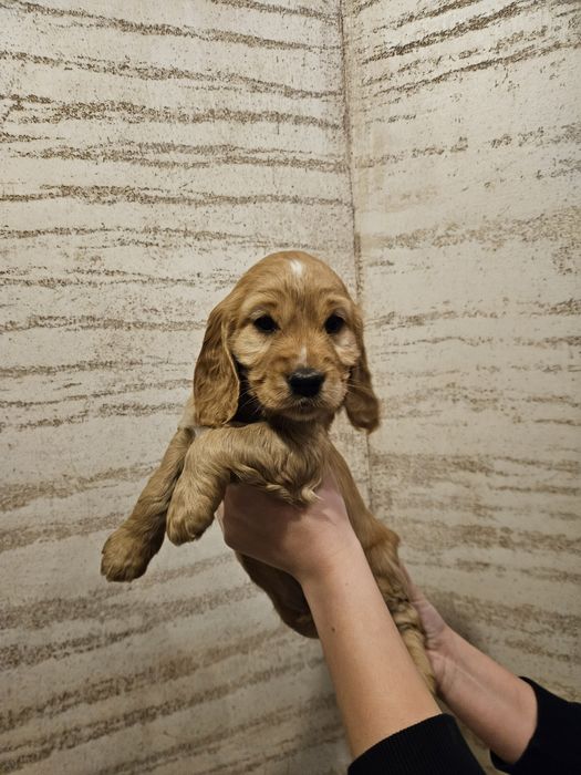 Szczeniaki Cocker Spaniel Angielski