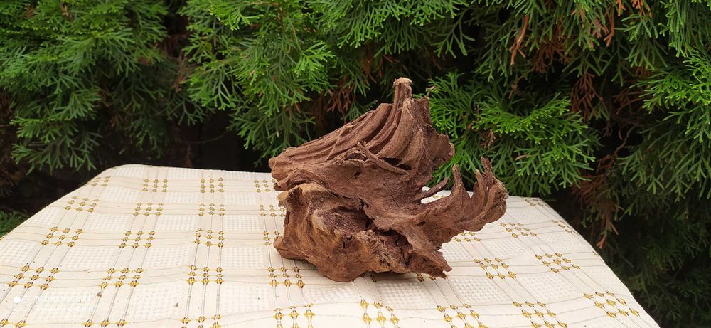 Korzeń mangrowca 22x14x10 cm