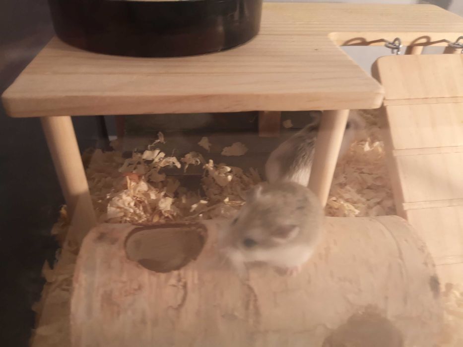 Chomik roborowskiego