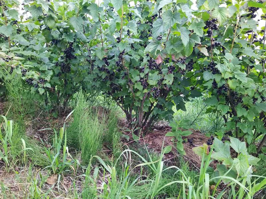 Смородина (черенки)