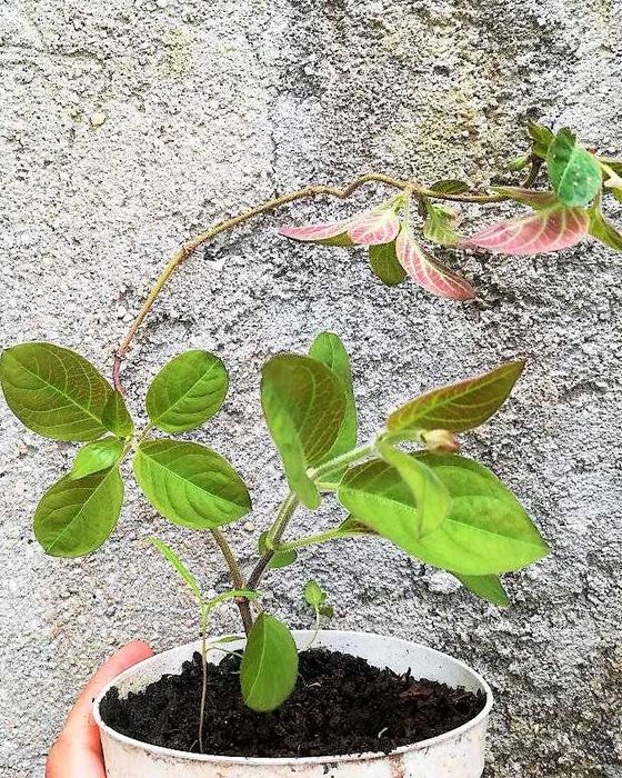 Planta Camembert - Paederia lanuginosa