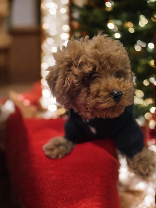 Pudel Toy miniaturka samiec po 2 szczepieniu do odbioru bad genetyczne