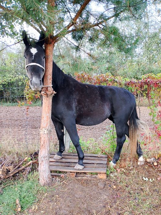 Sprzedam dwie klacze