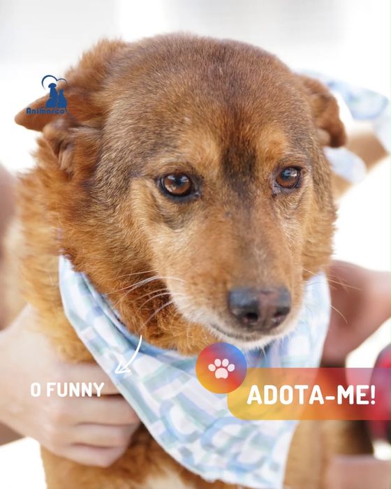 Funny - cao porte medio - para adoçao