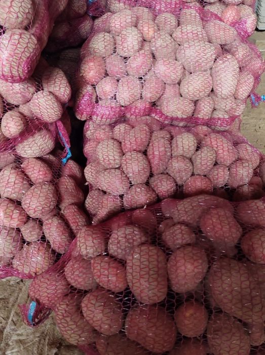 Ziemniaki jadalne Baltic Rose czerwone