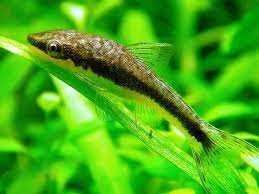 Otosek przyujściowy. Cetarius