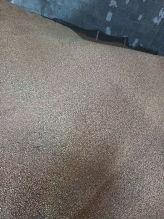 Przenica jara - na sprzedaż