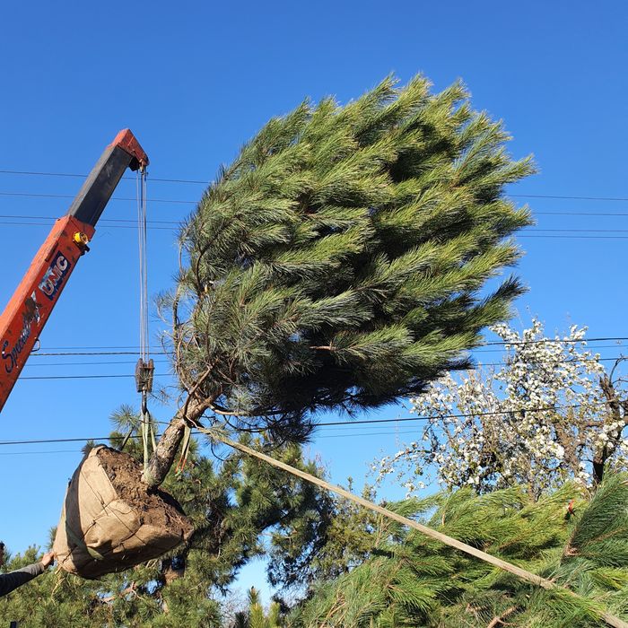 Ель пихта сосна кедр и другие