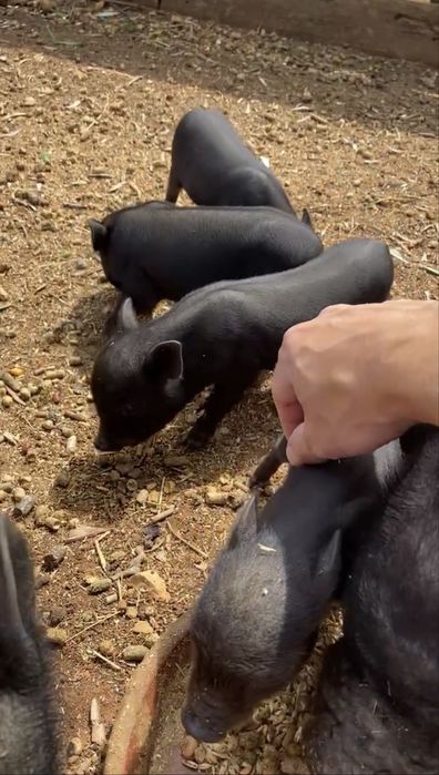 Porquinhos vietnamitas - mini pigs