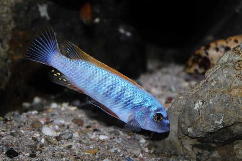 Labeotropheus Trewavasae Thumbi West