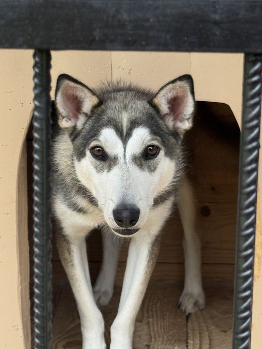 Молодий собака в добрі руки.