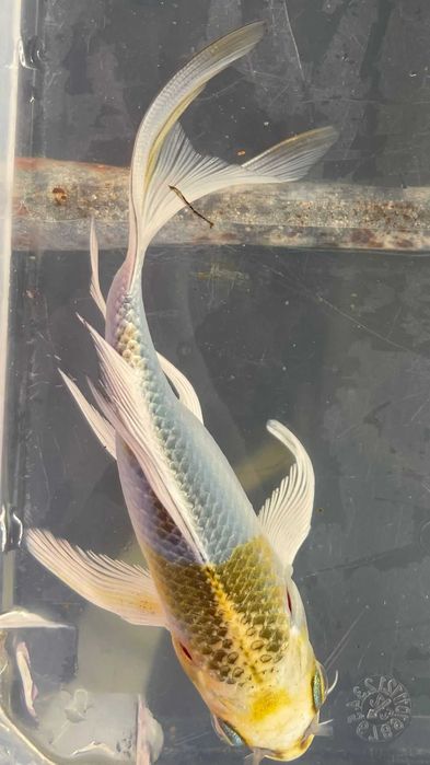 **SUPER PROMOÇÂO** Carpa Koi Véu 15/20cm