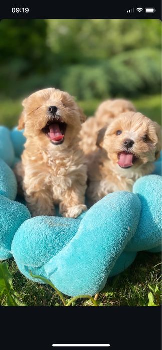 Міні щенятка мальтипу