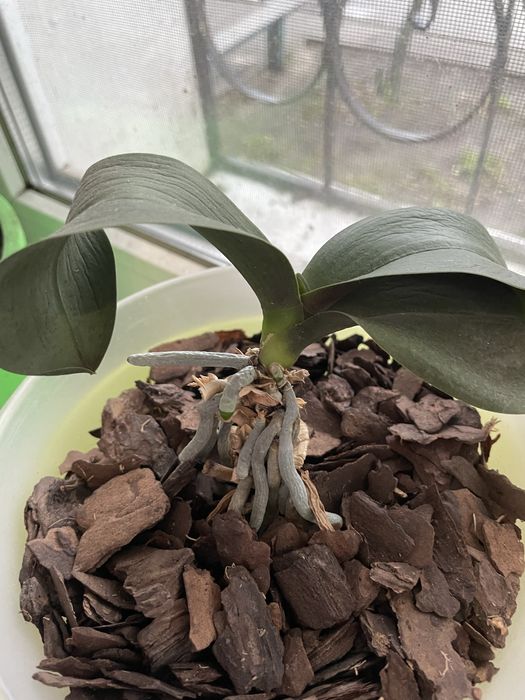 Продам Цветы Орхидеи