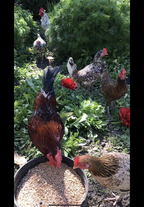 Інкубаційні яйця карликових курей бентамка пухові падаун