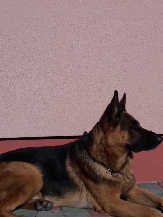 Німецька вівчарка, кобель