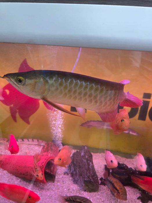 Arowana super red