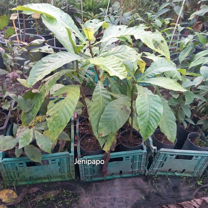 Plantas Tropicais e exóticas