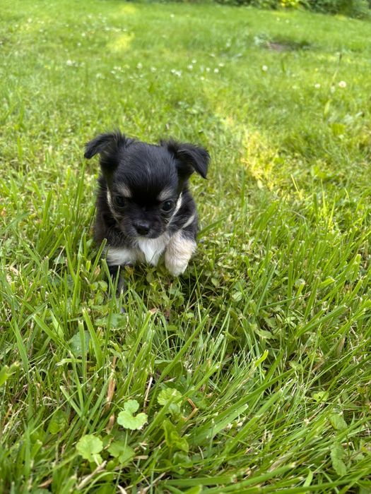 Chihuahua długowłosy piesek