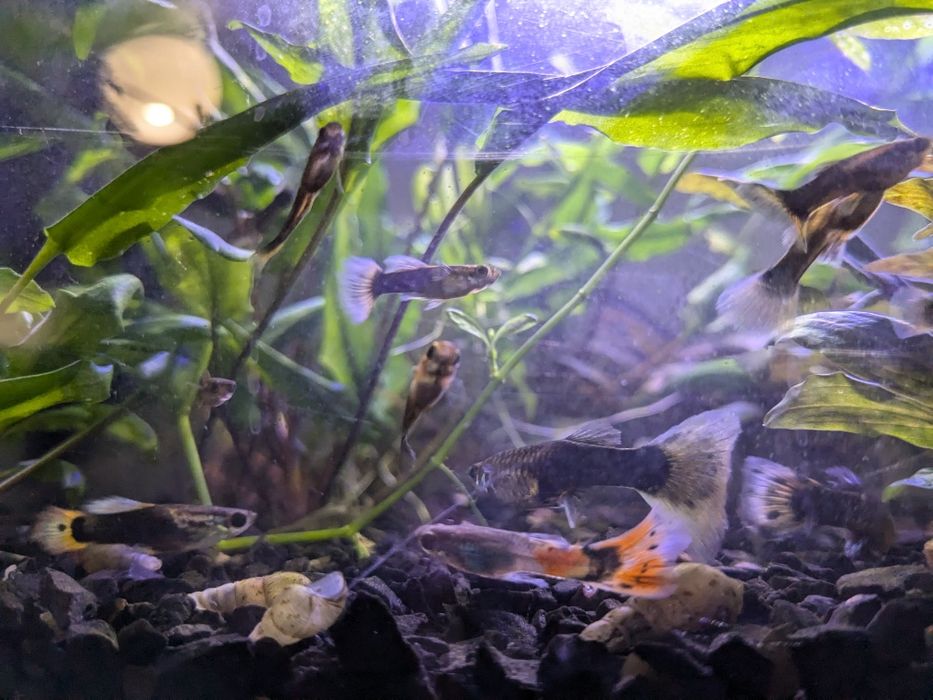 Гуппі акваріумі рибки