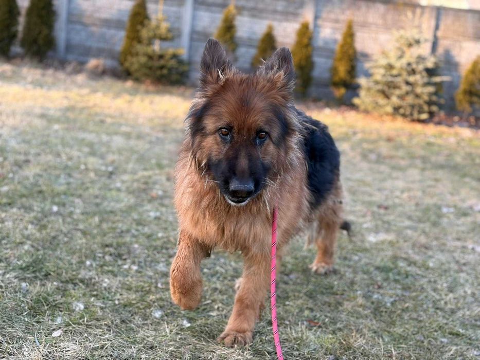Kora ok 4/5 let. sunia w typ owczarka czeka ba adopcję Bęłchatów