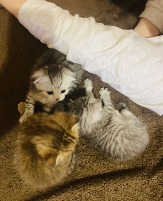 Котята шотландские