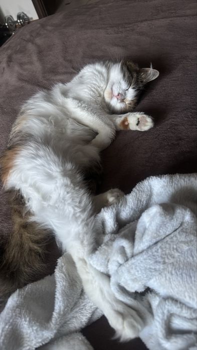 Котик в добрі руки