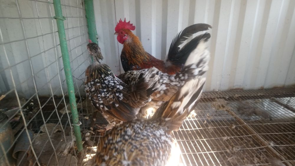 Кури карликові..