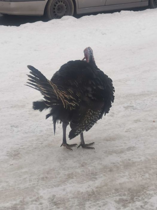 Indyki piękny indor