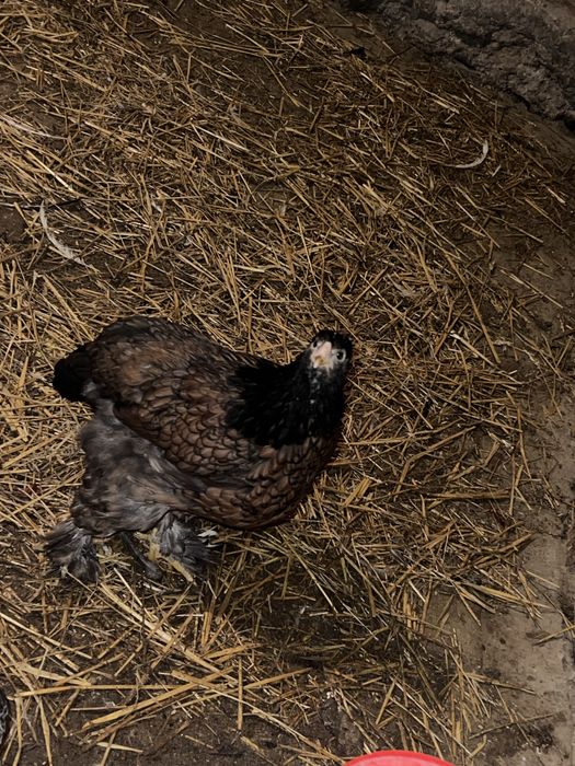 Sprzedam brahme olbrzymią srebna i niebieska